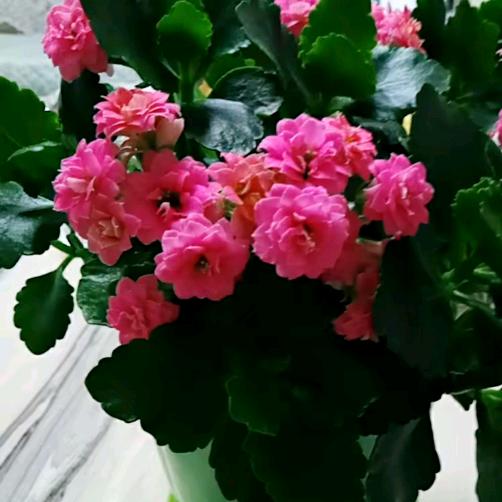 泉阔刚吃过5宠粉号