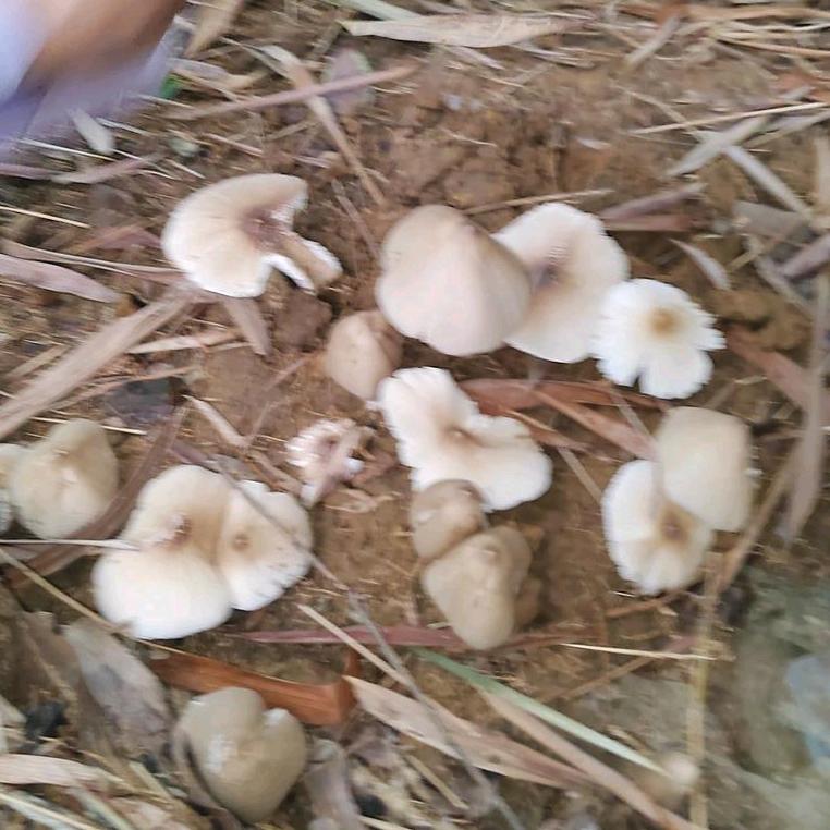 小蘑菇