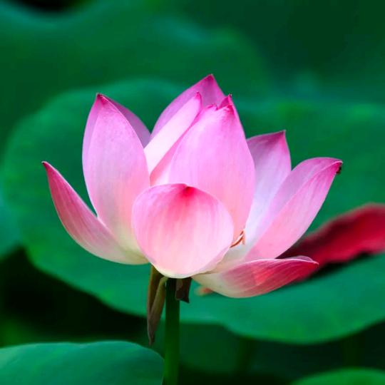 谜题挖掘机阿桔