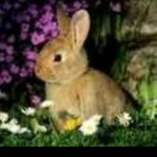 老面红油牛肉包