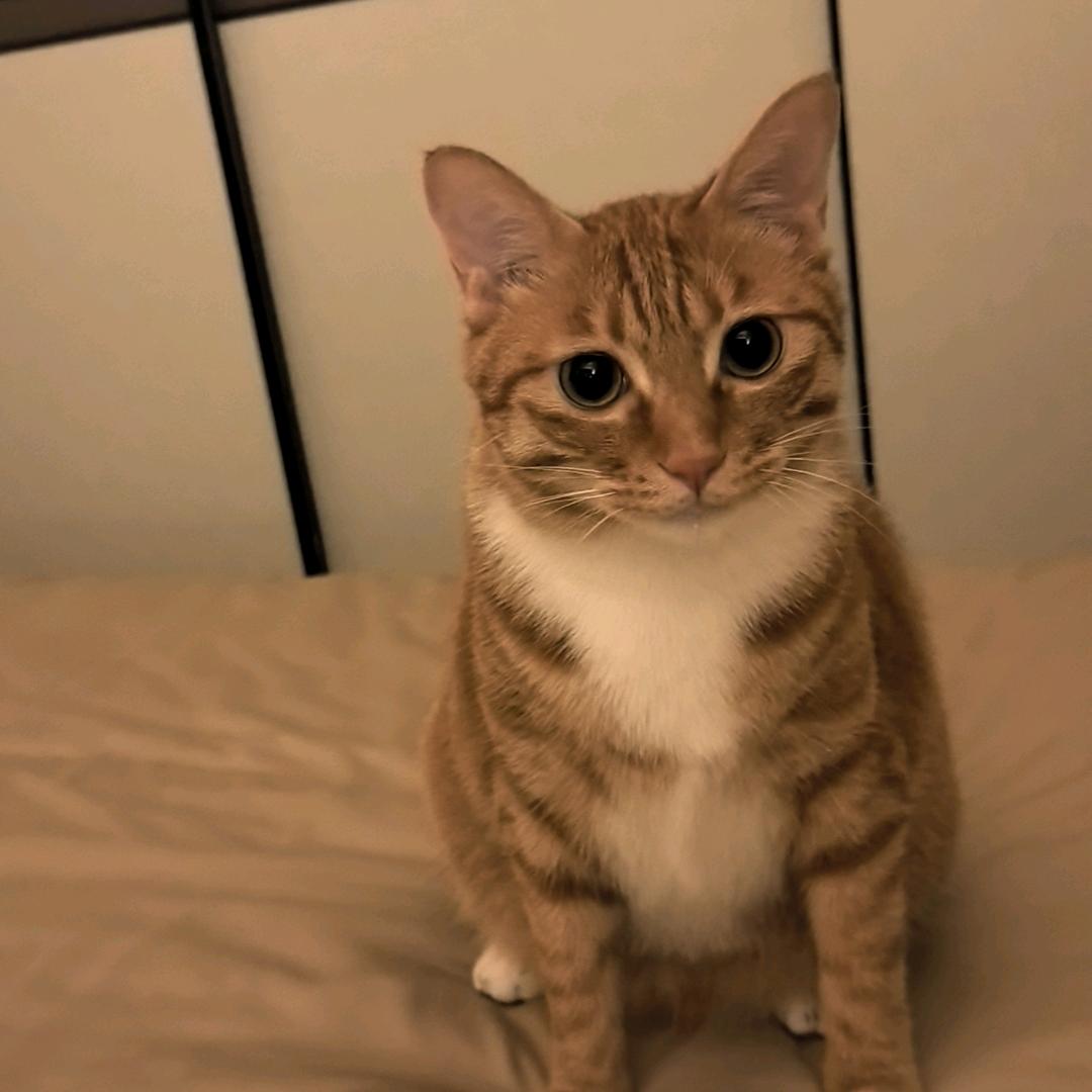 沙发睡觉仔仔猫