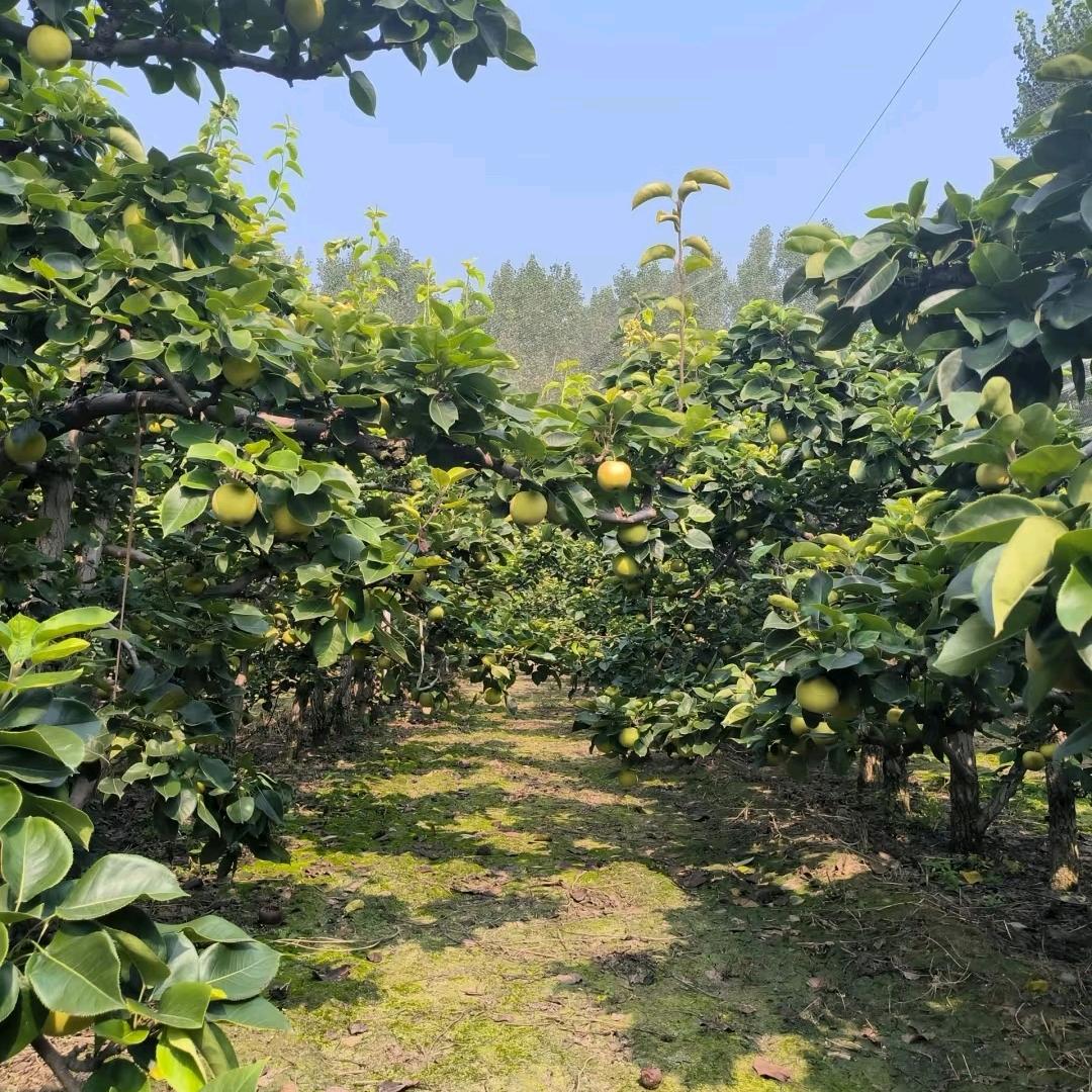 羊阳优选