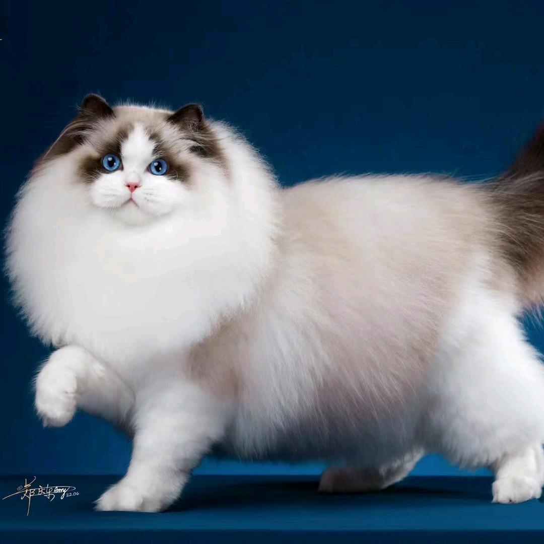 天蝎座布偶猫舍♏