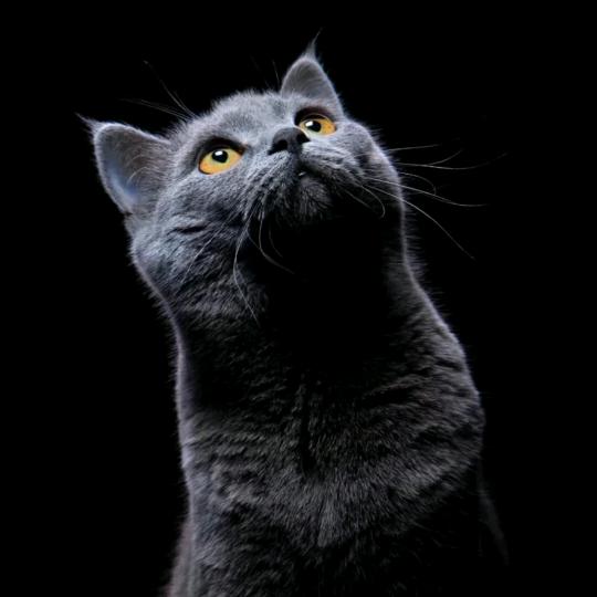 爱吃清蒸鲈鱼的金焱