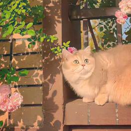 小 猫