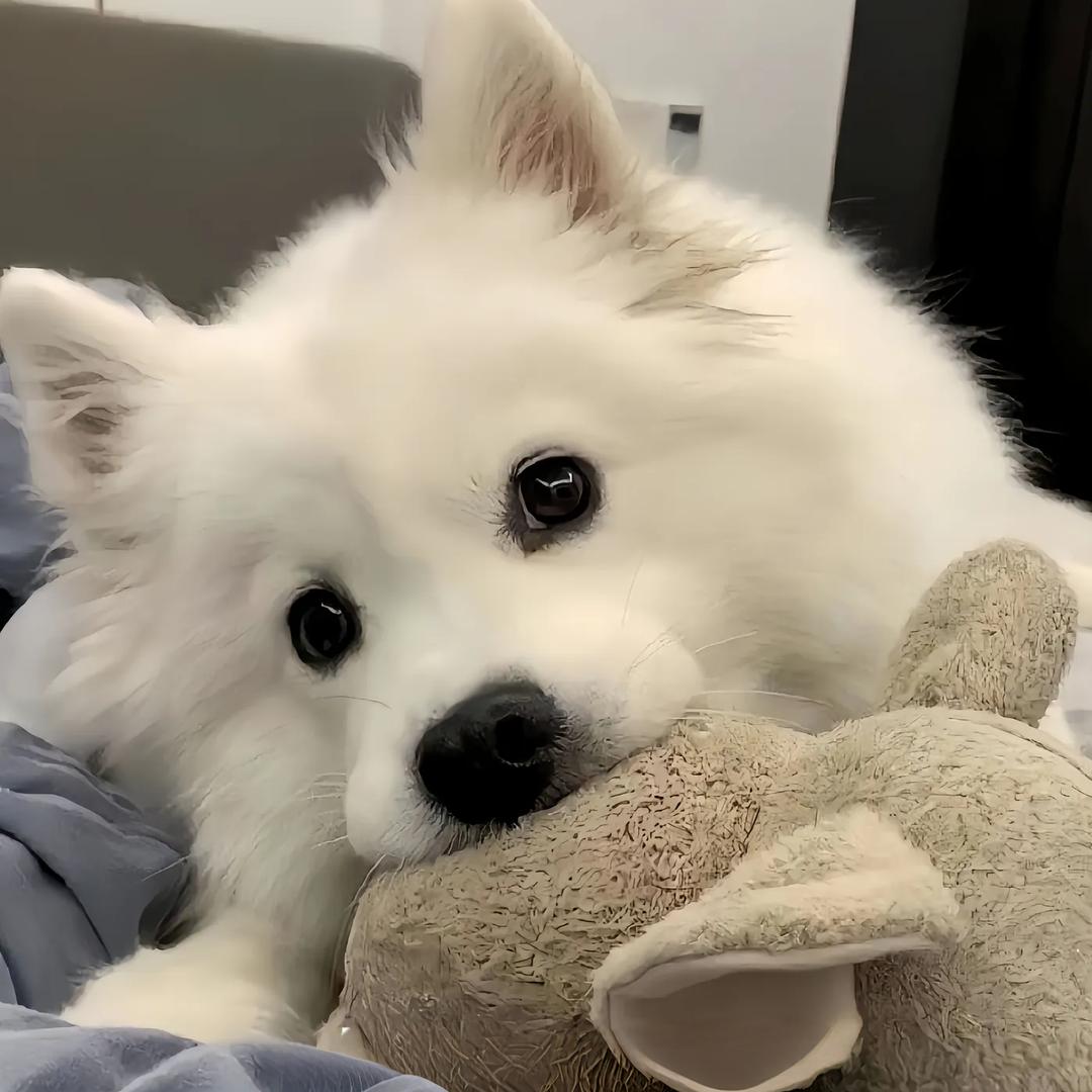 小蒋（药香珠）