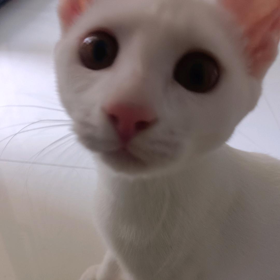 宝宝侠