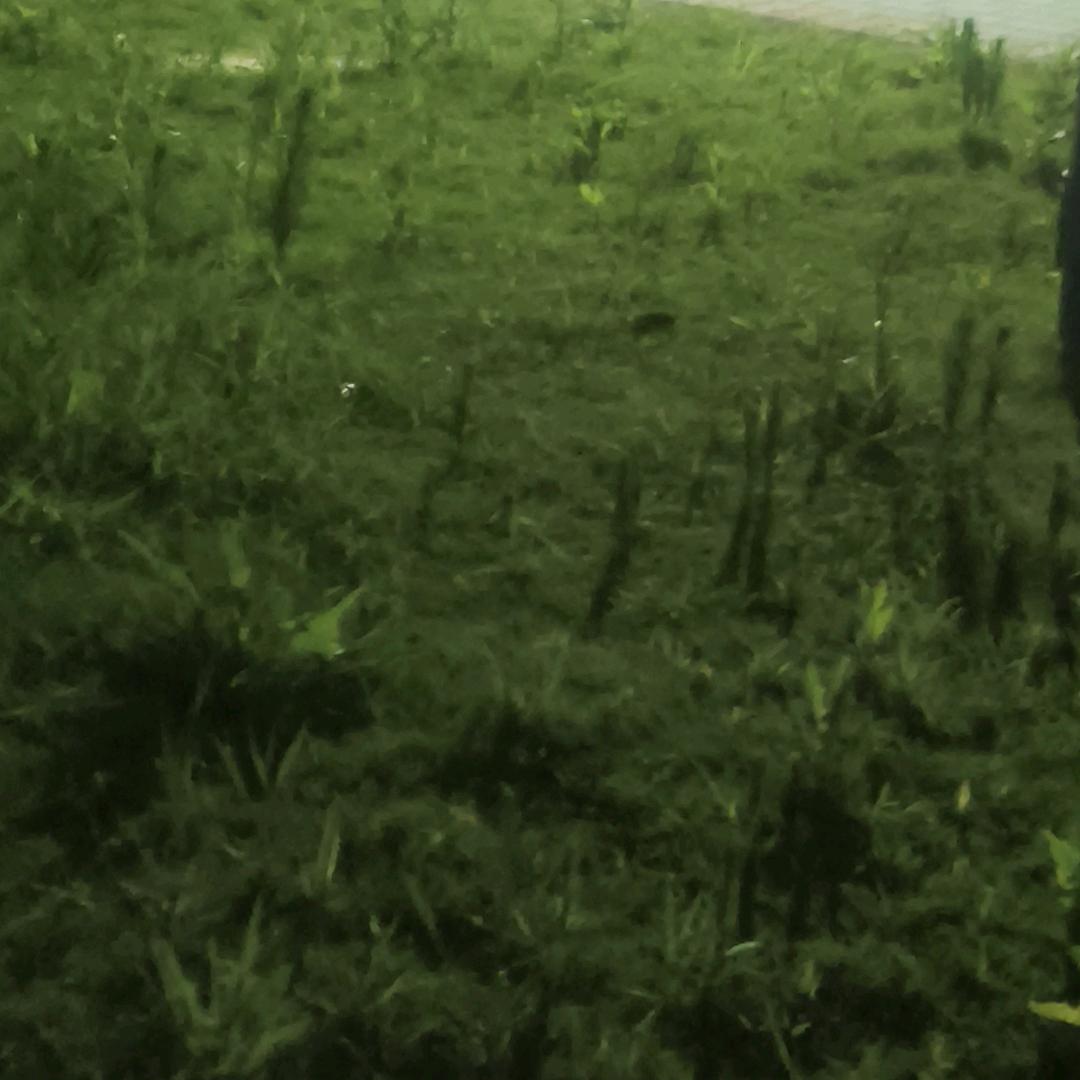 会飞的鱼🐟