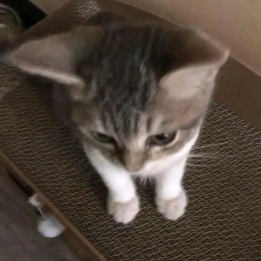 欣✨