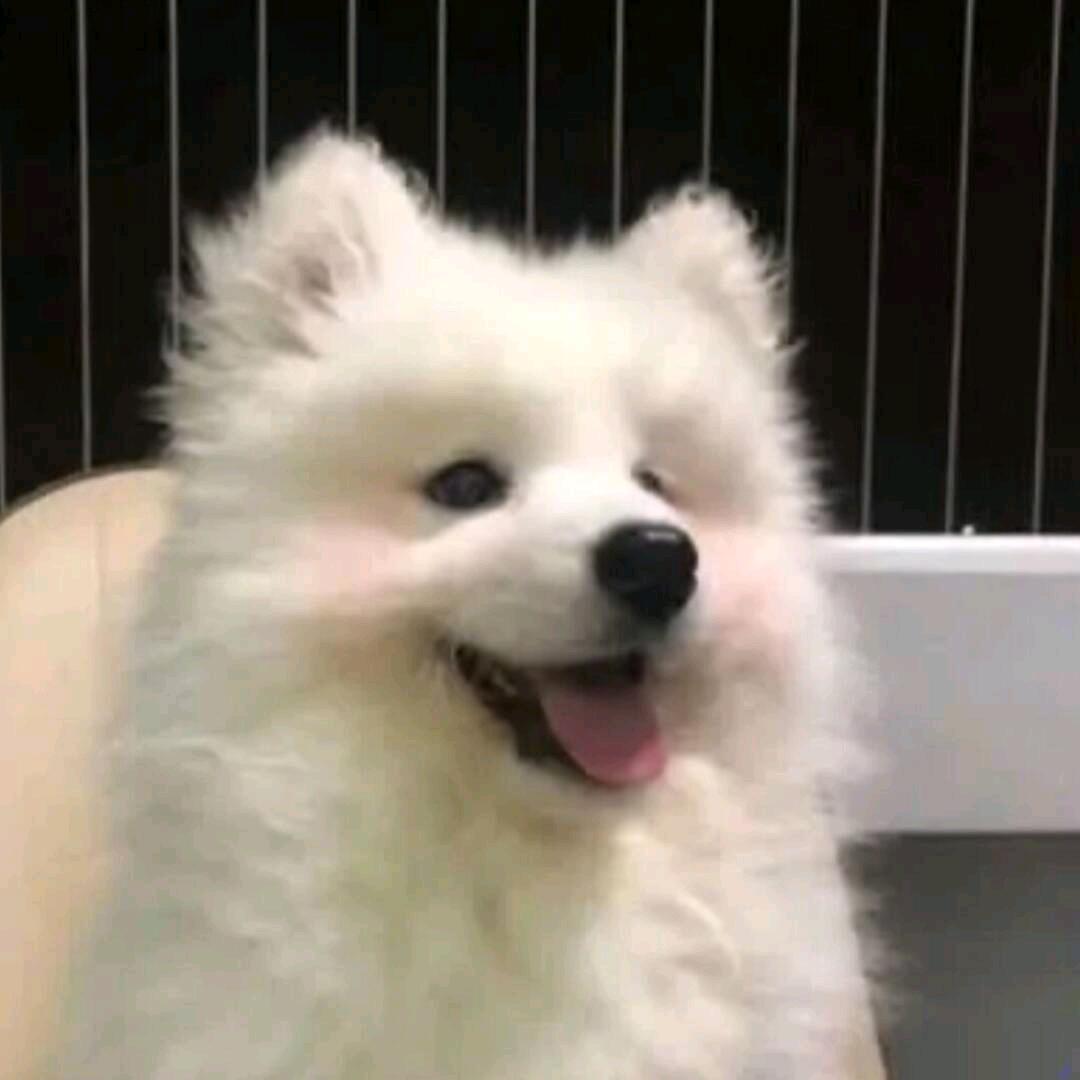 不会说情话Z.
