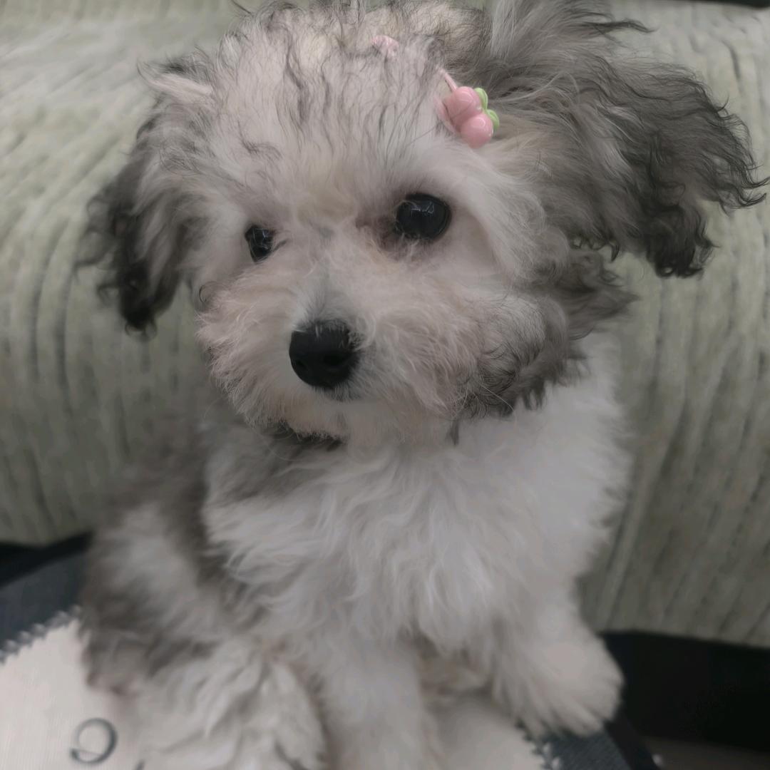 你的头发乱了喔
