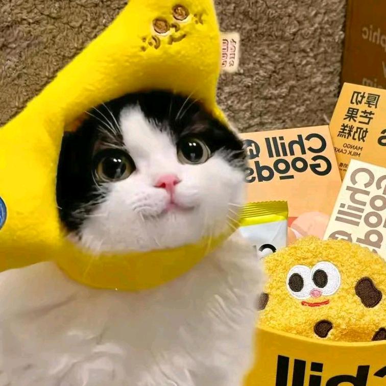 汉堡猫meme