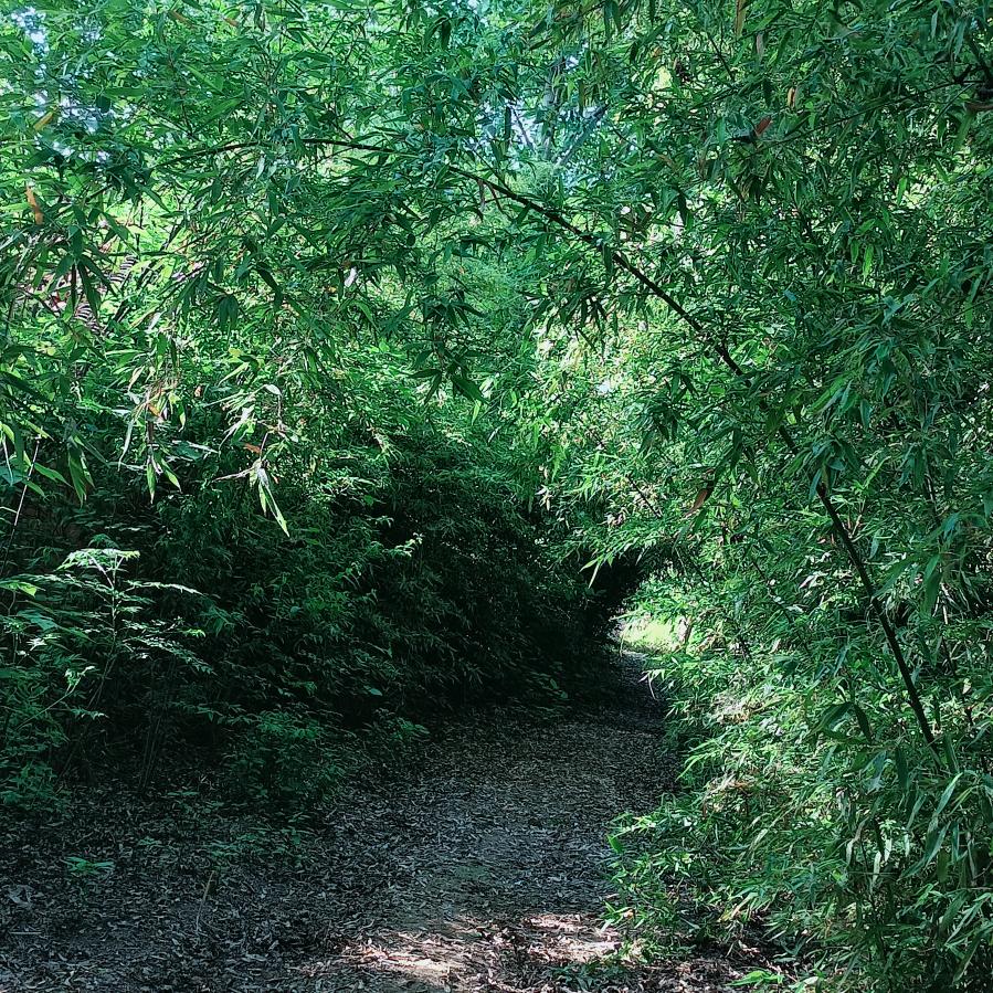 树叶不是一天黄