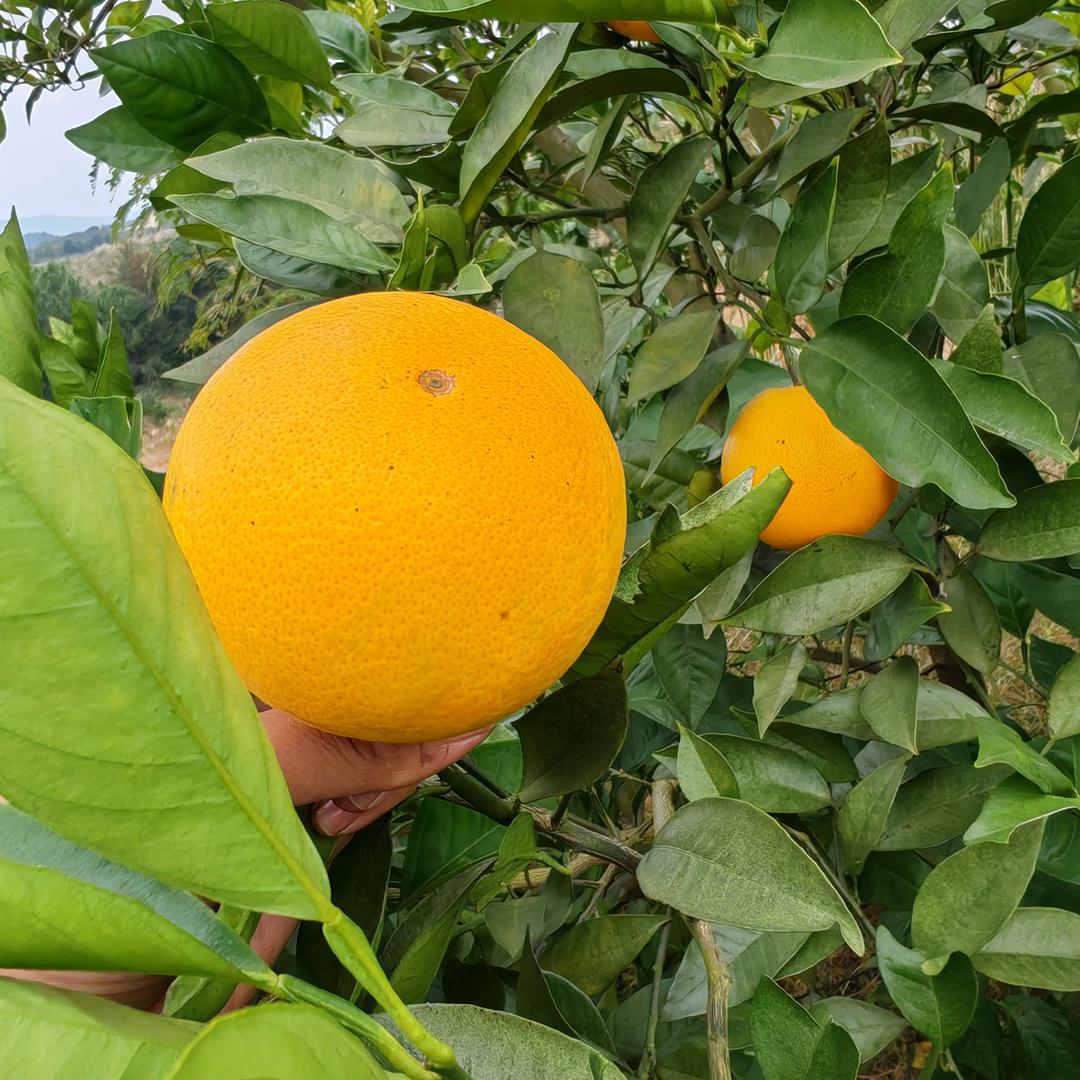 橙子妹🍊易（招代理，一件代发）