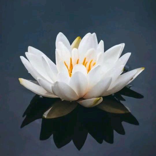 心如止水