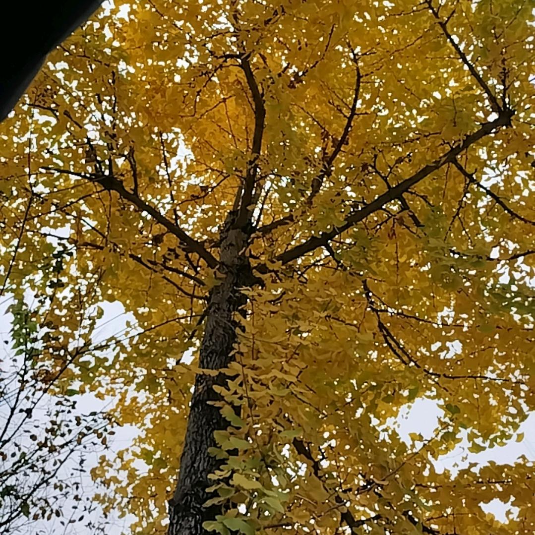 鸿妍知己