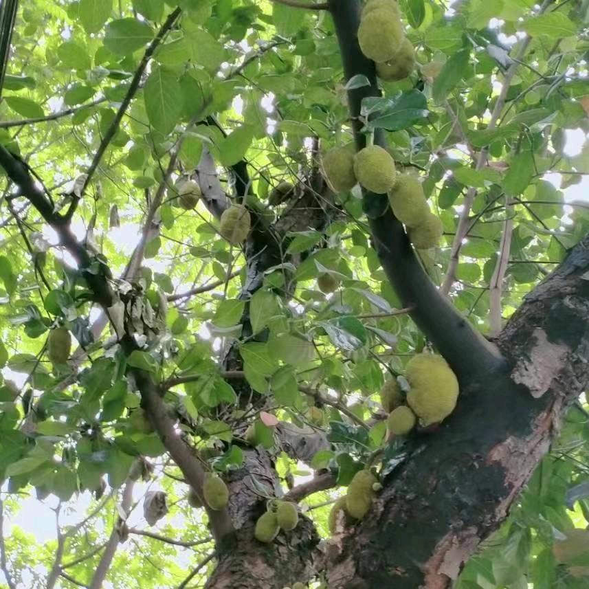 蔡守闯