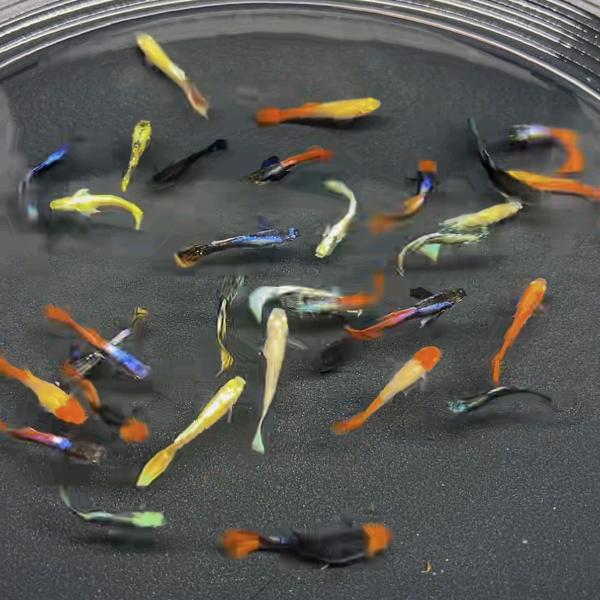 奋搏的观赏鱼（小型练手鱼）