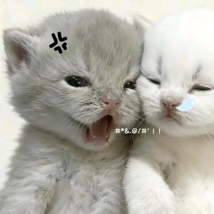 狛治