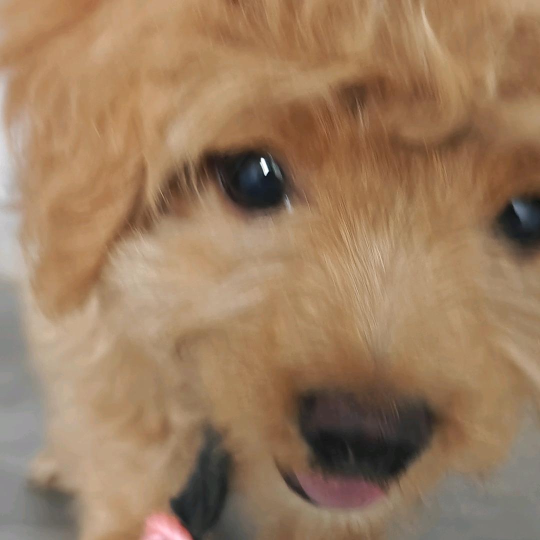 AAA三级头批发王大婶子
