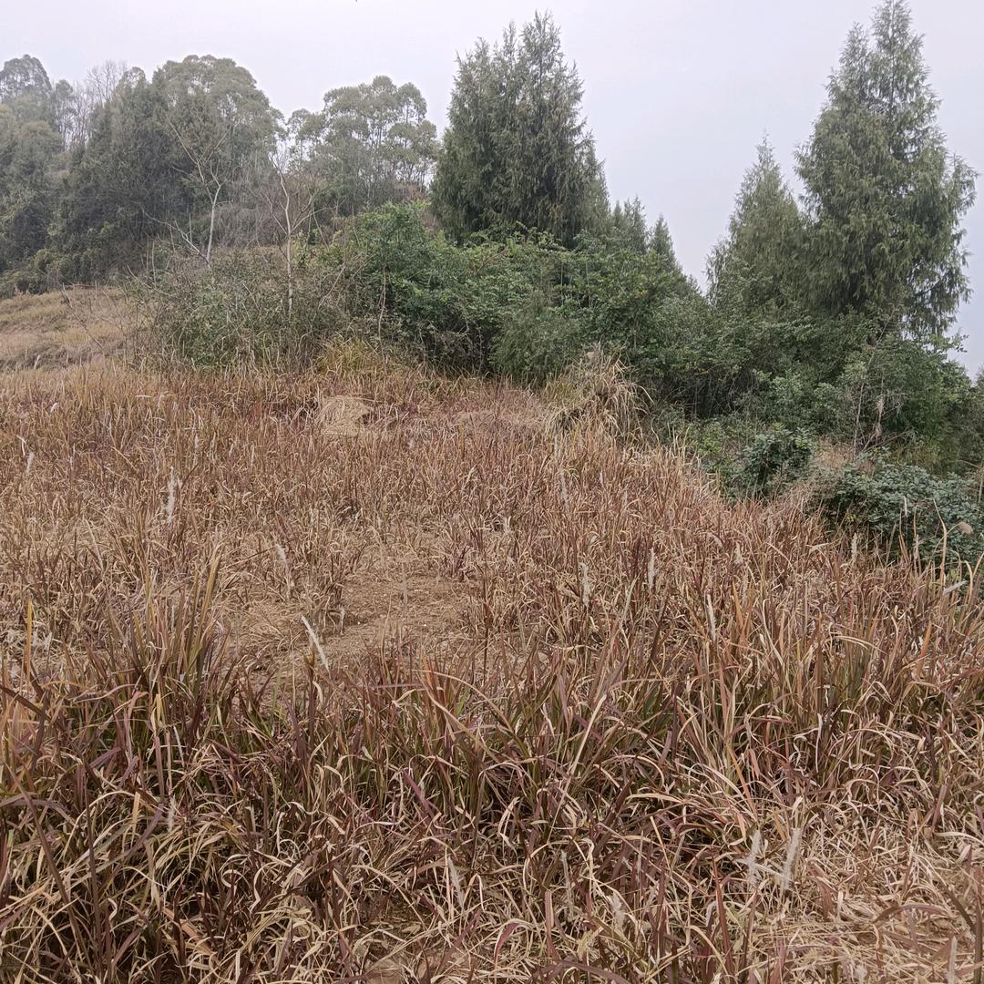 加油