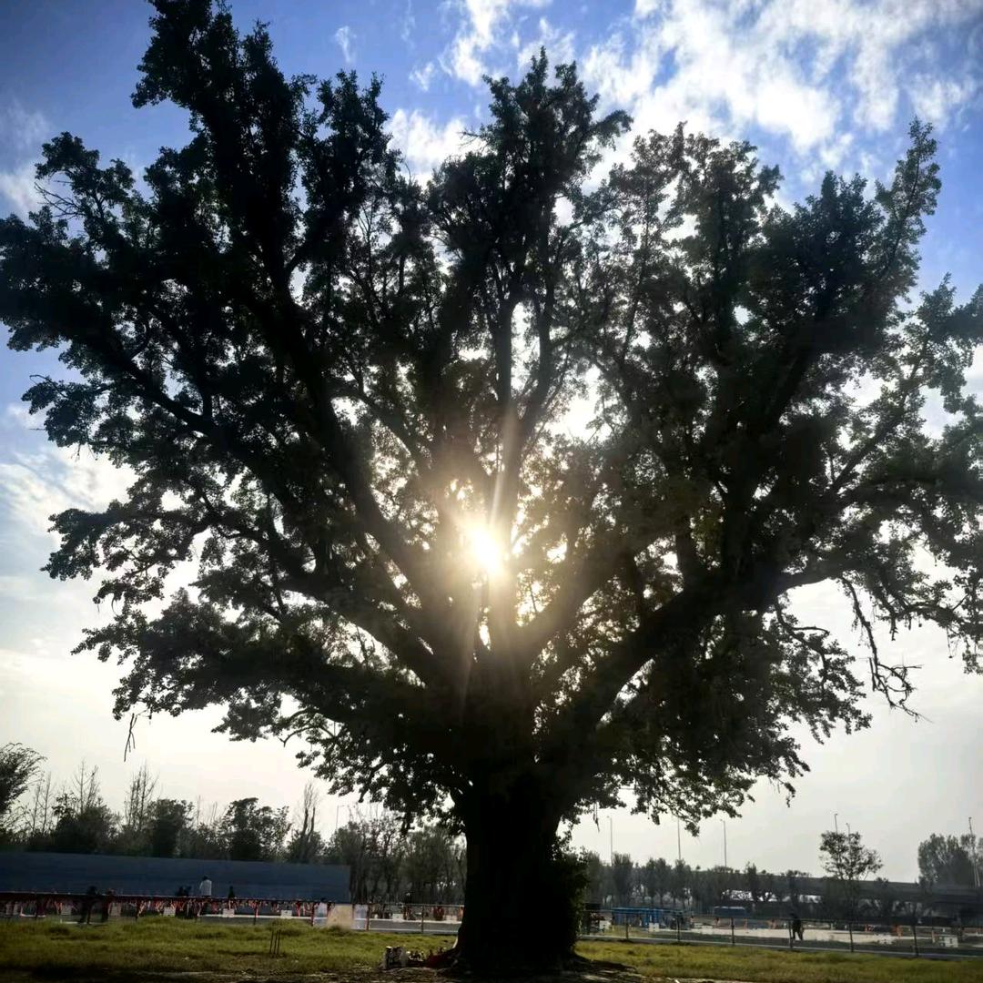 天天来杂货店❤️