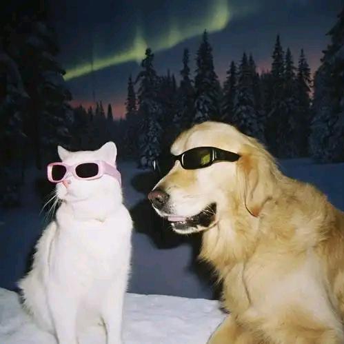 全贵阳收猫咪狗狗