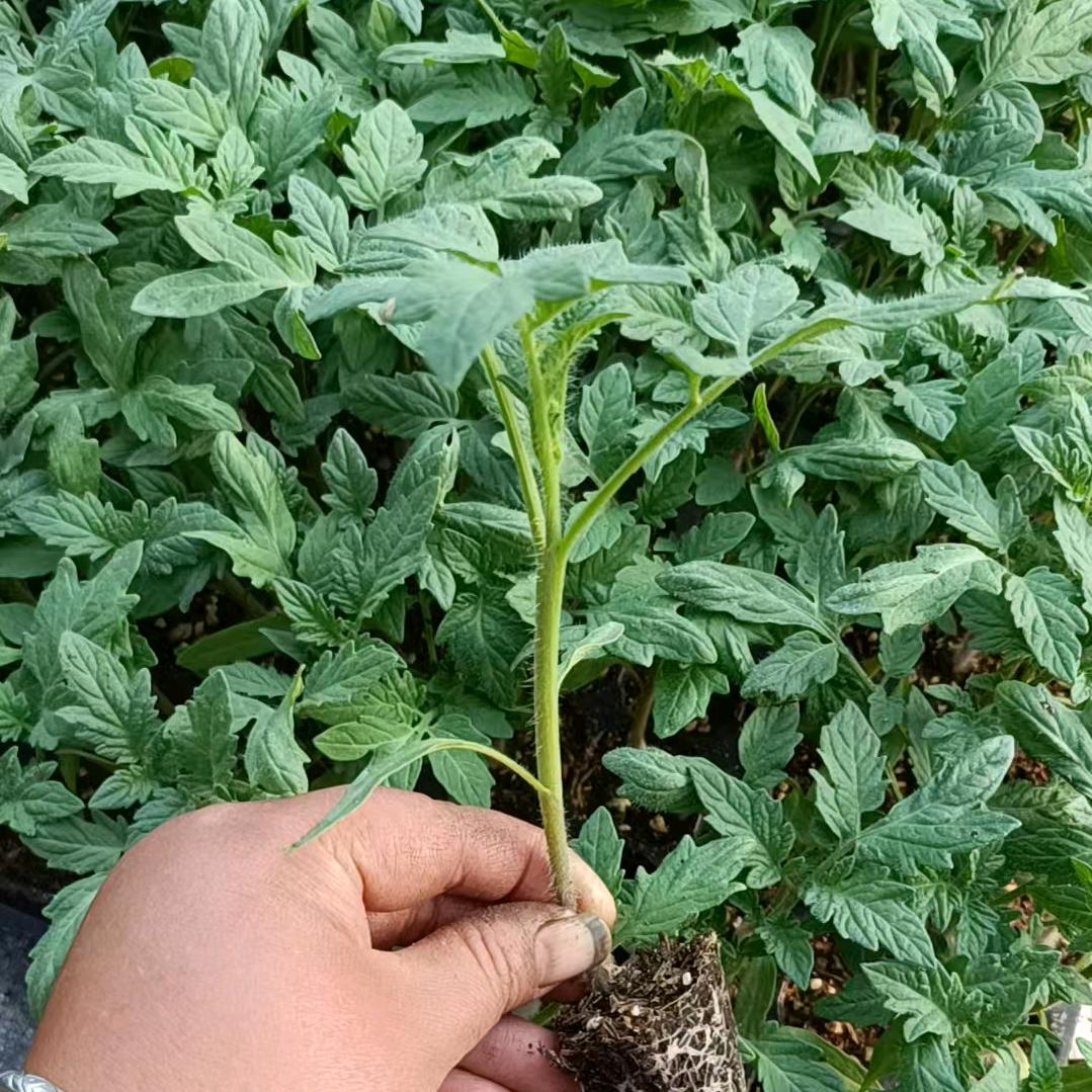 北京富万家番茄籽种