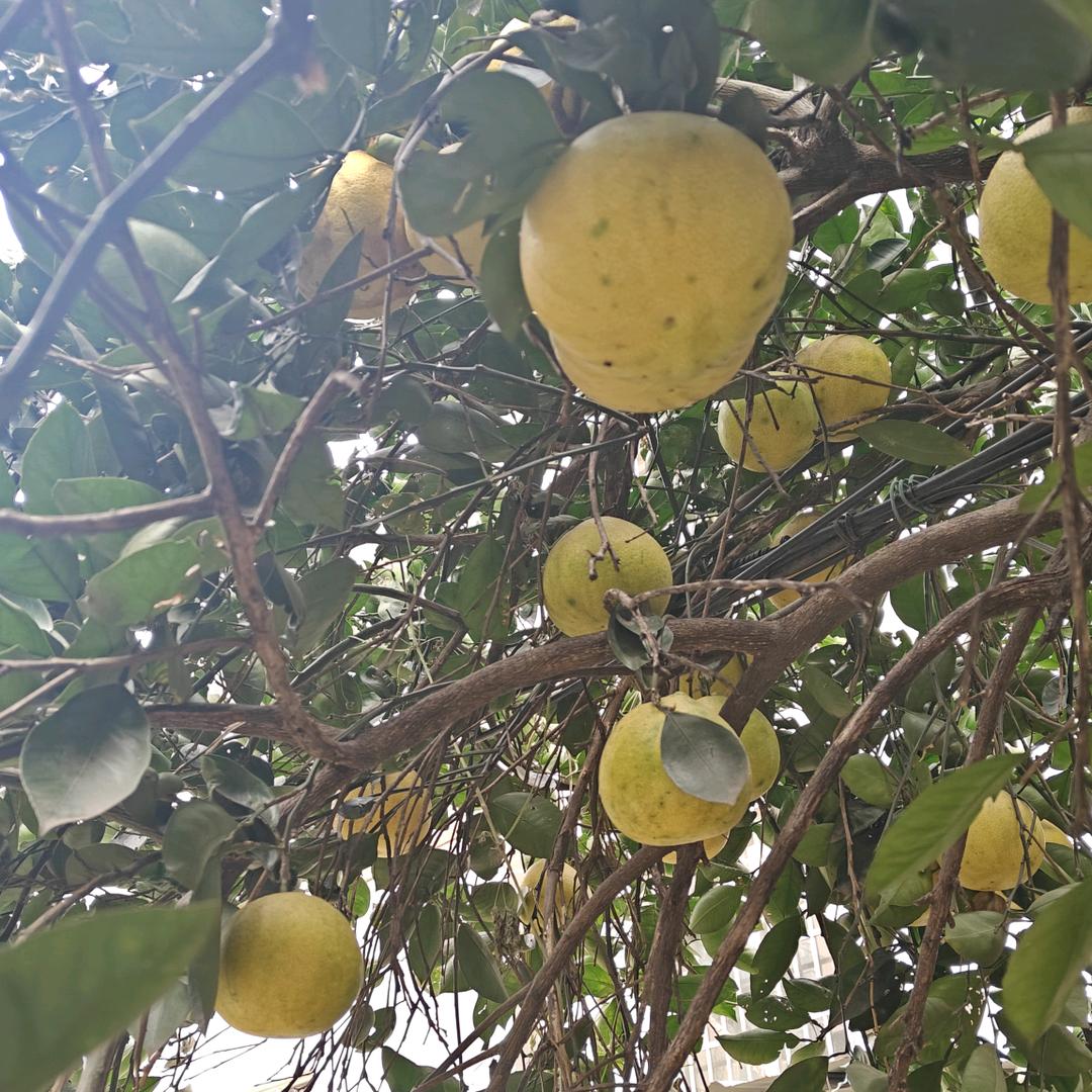 会飞的鱼