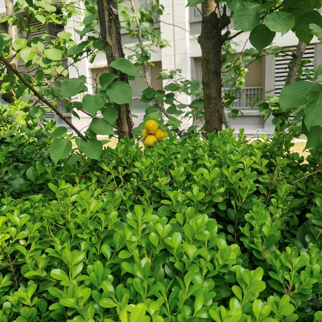 常玉