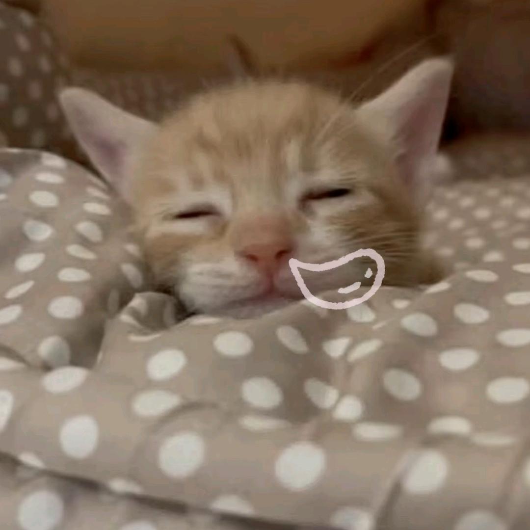 caTToiin