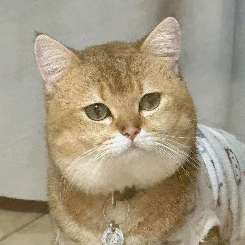 是🦁不是胖虎