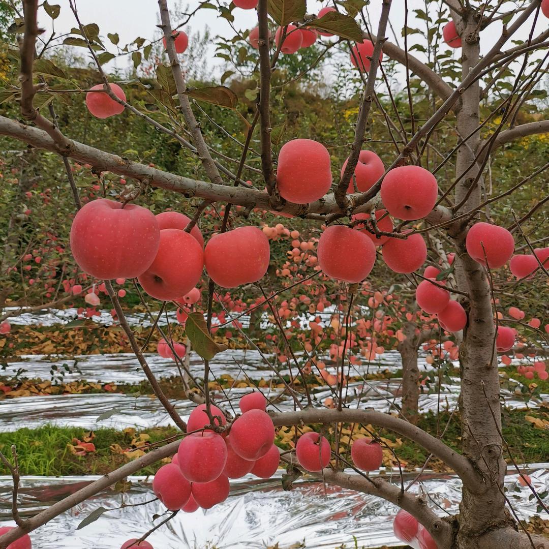 薛姐苹果