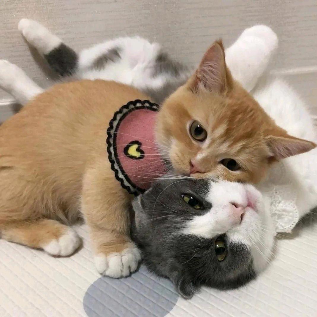 超哥