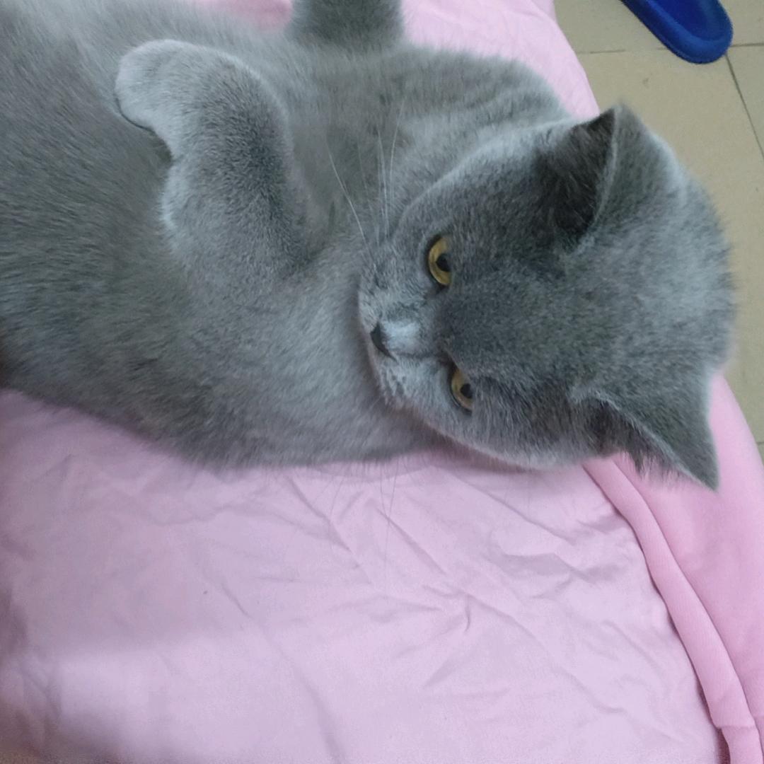 诺闫