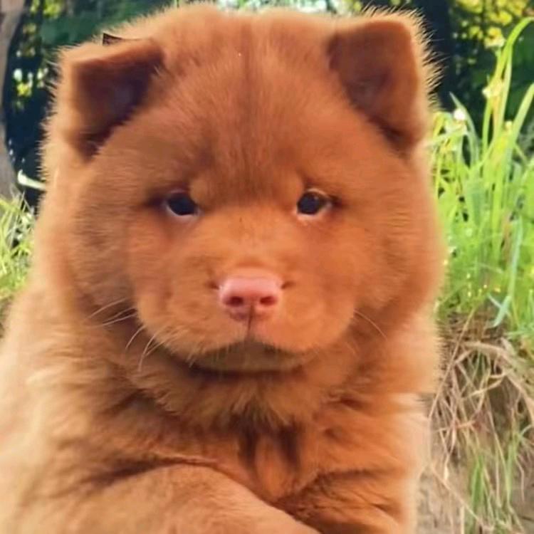 （代淘）田园犬