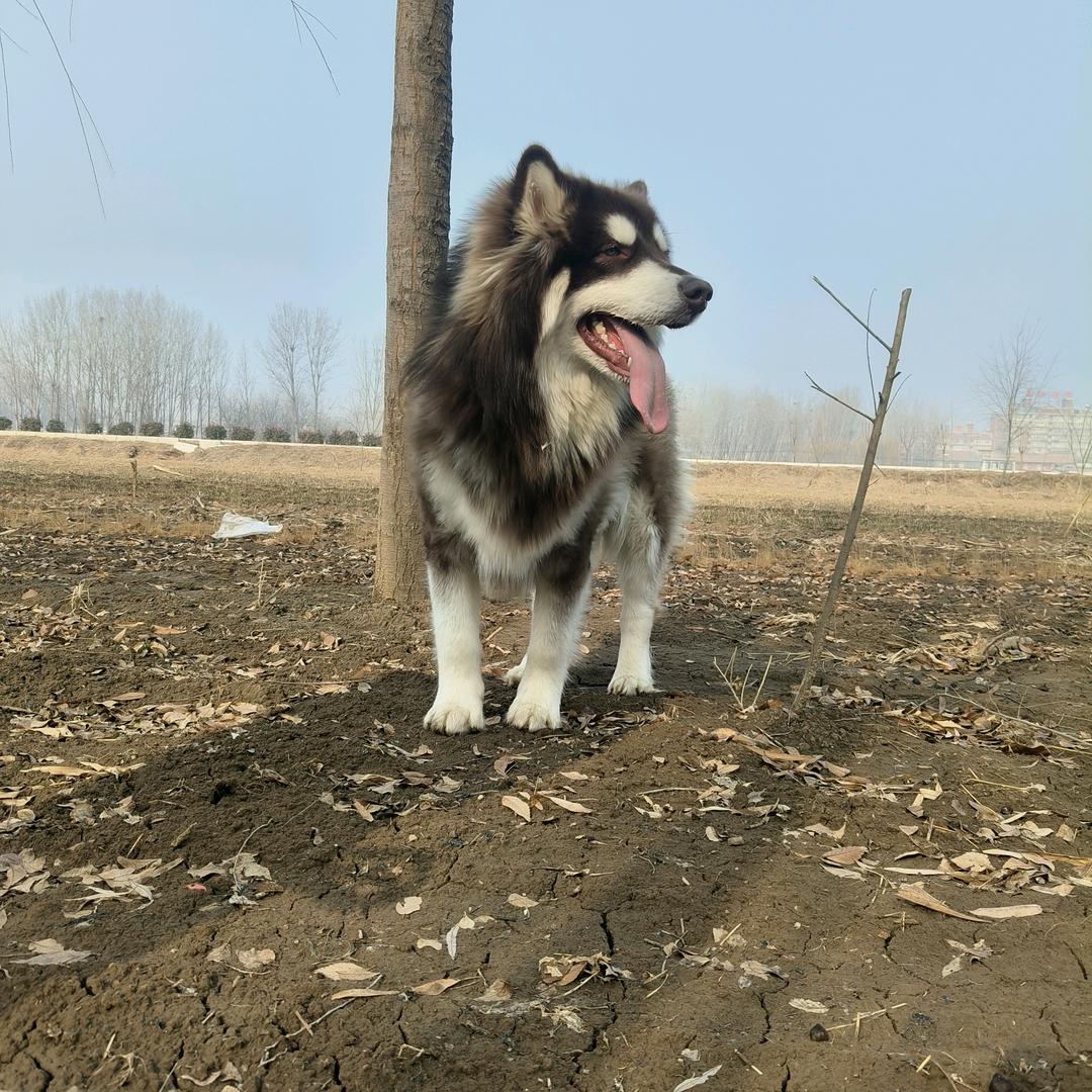 ༻ོྲ止匕木子`⸙༽