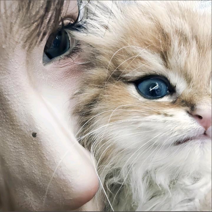 牙不齐ˡ