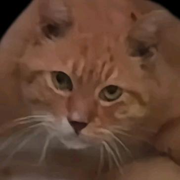 随便直个播得了