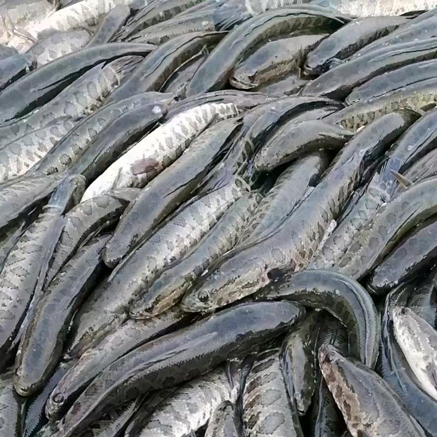 润泽高密度黑鱼养殖