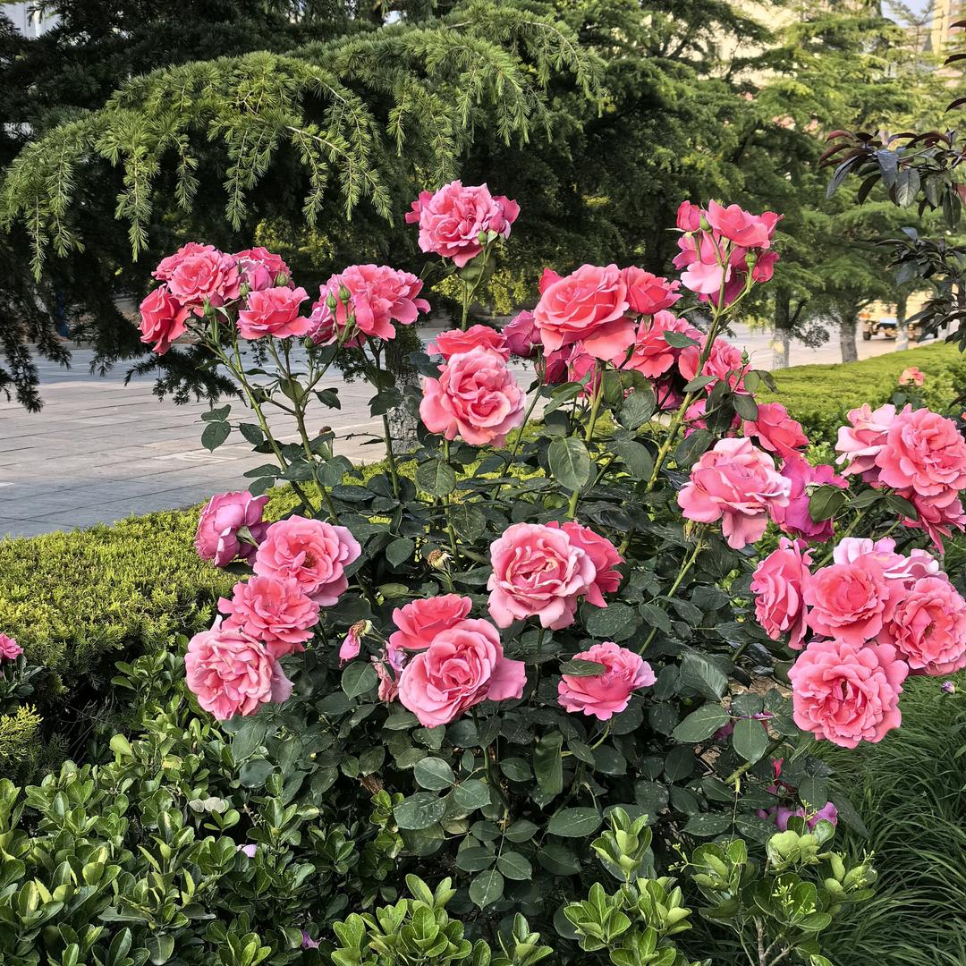 芬芳馥郁
