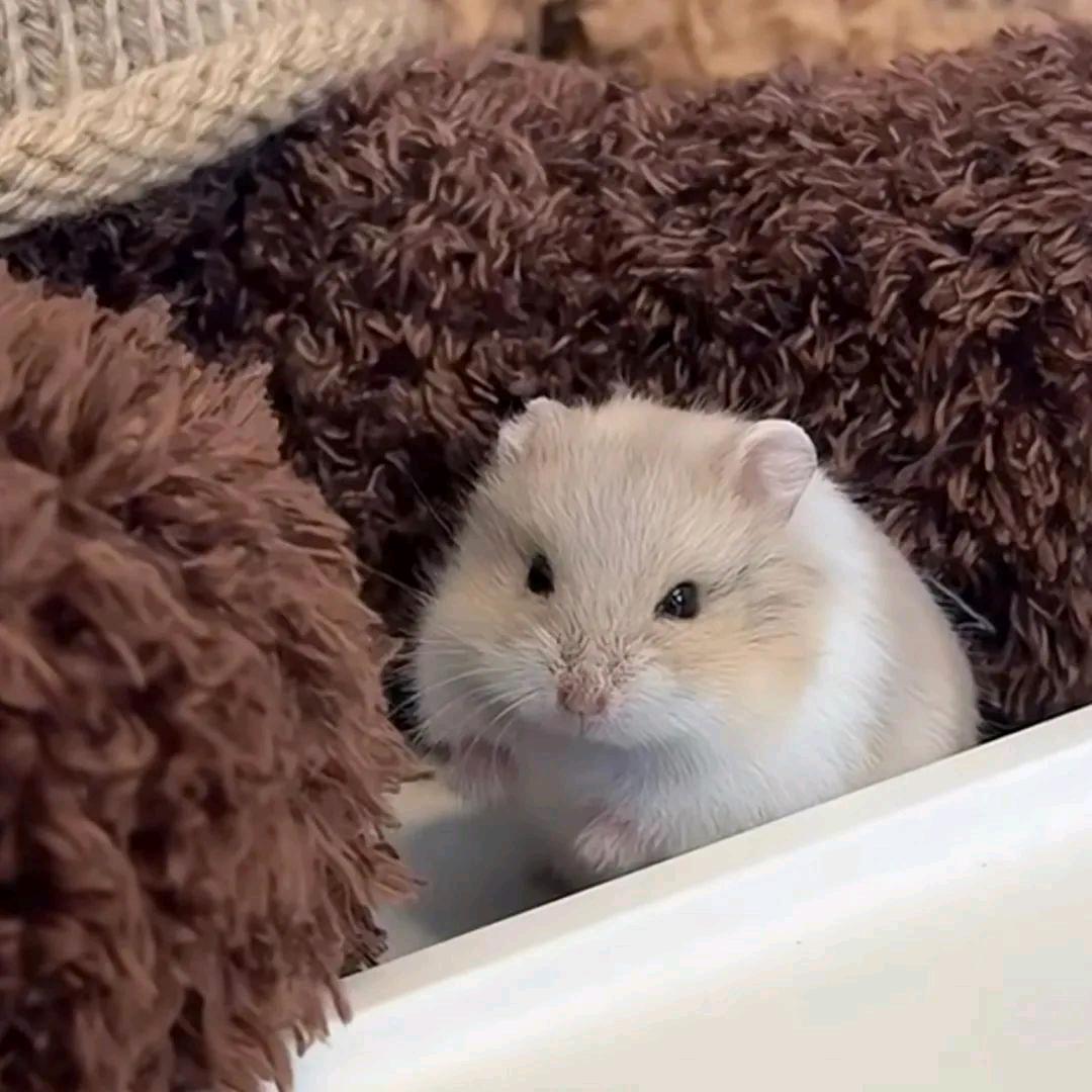 鼠鼠打工流浪记