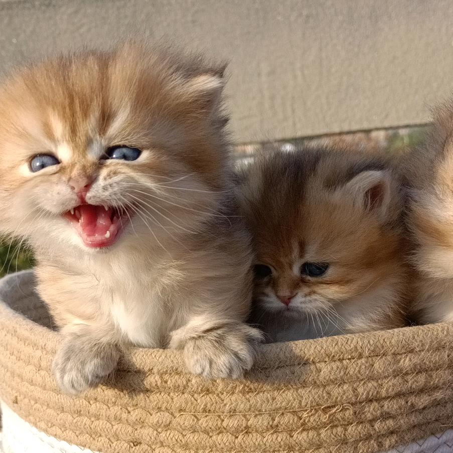 猫࿆奶😘😘猫奶