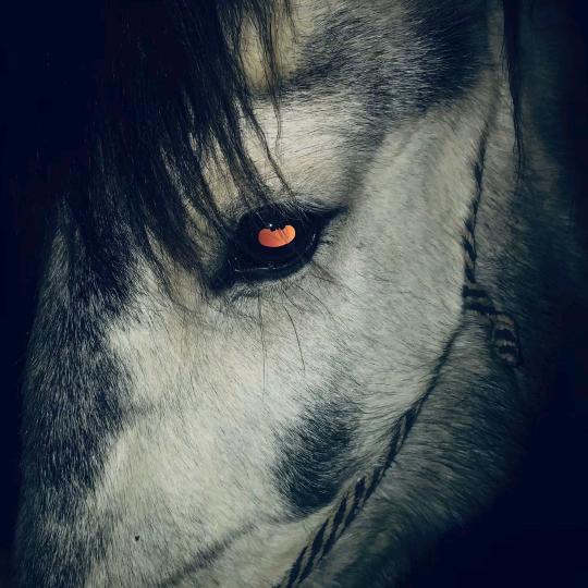 sᴡɪɴɢᴍᴀɴ.ᴄ☚