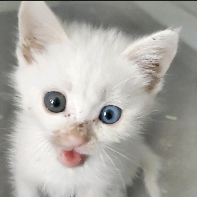 顺子是只猫