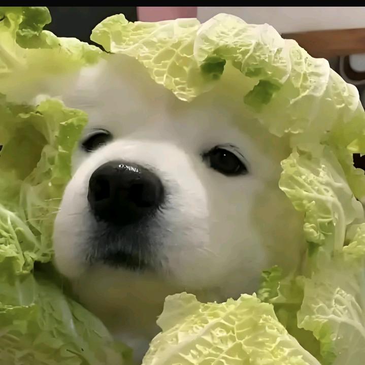 智驾汽车人
