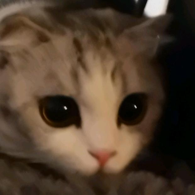 三千是只起司猫