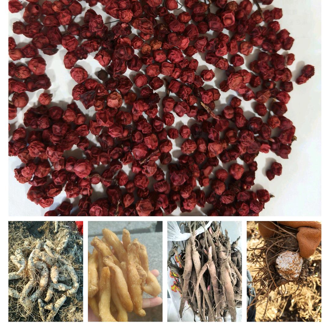 黄精 苍术专供☞