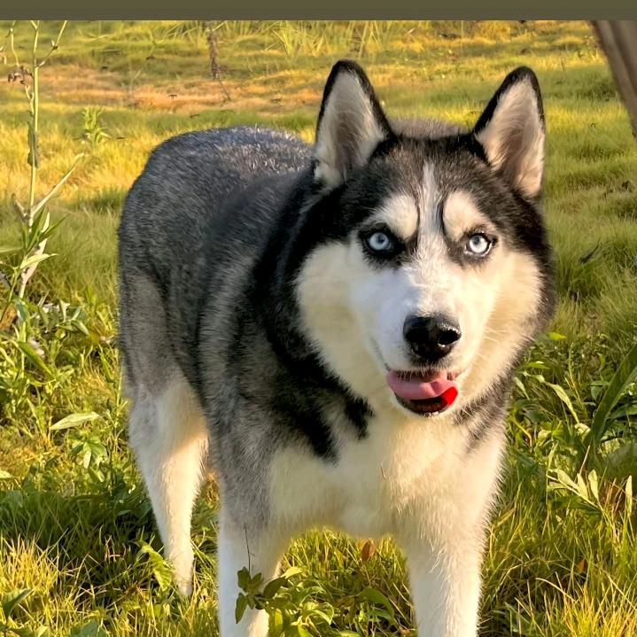 我欠抖音一分钱