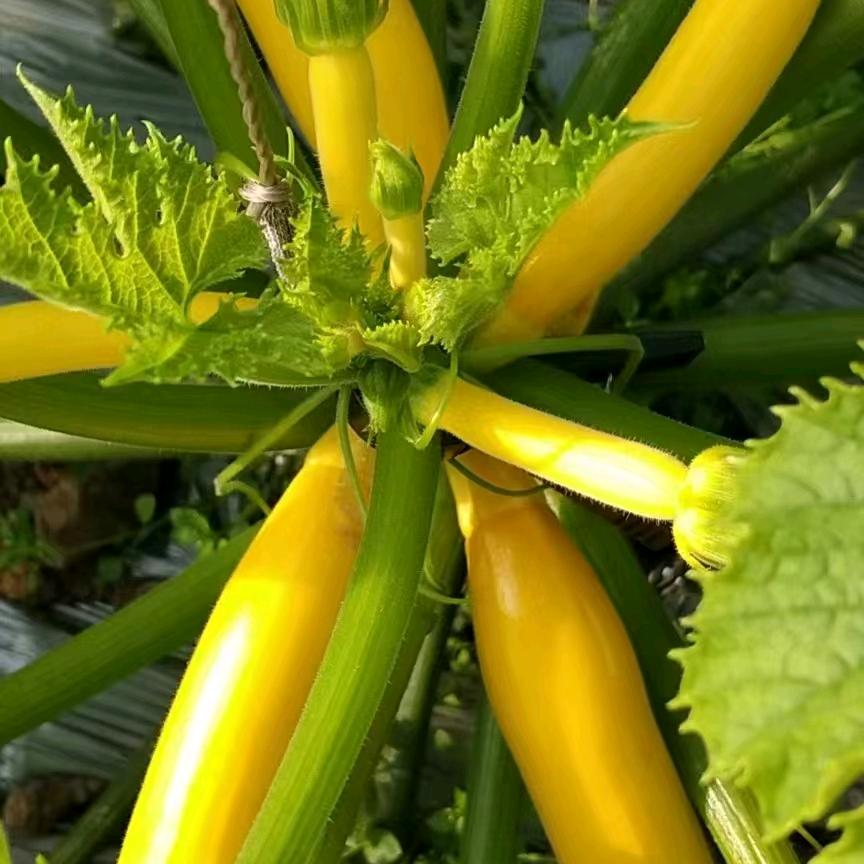 果老六薇姐讲西葫芦